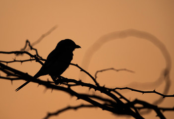 Silhouette of Great Grey Shrike perched on acacia tree at Hamala, bahrain