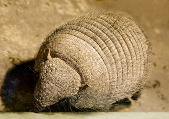 Animal Armadillo. It is a mammal found in Central and South America. A strong shell protects the upper part of the animal's body, it consists of solid plates.