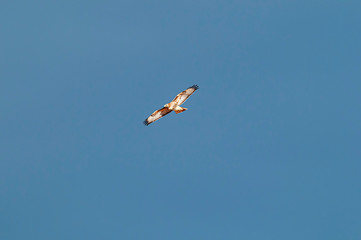 Red-tailed Hawk Buteo jamaicensis in Flight 