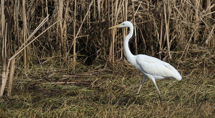 Great white egret, Ardea alba