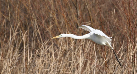Great white egret in fly, Ardea alba