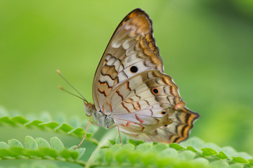 Obraz na płótnie Canvas Butterfly 2019-211 / White peacock butterfly (Anartia jatrophae)