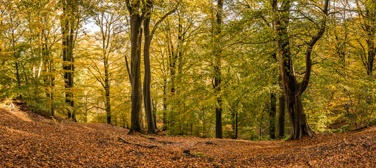 Woodland in Autumn