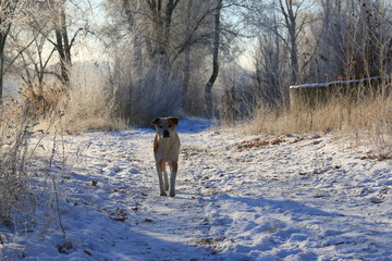 Dog stands on a forest path in winter