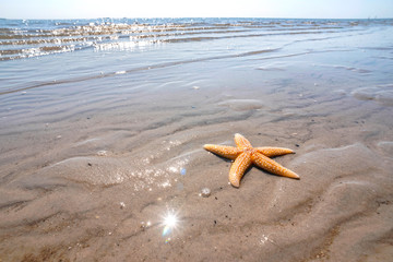 Lebender Seestern am Strand