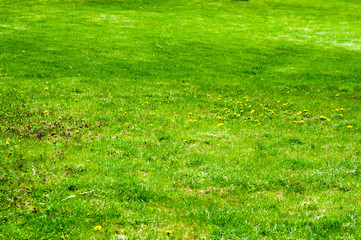 Obraz na płótnie Canvas Spring or summer natural abstract background with grass in the garden