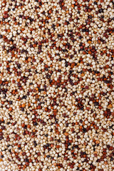 mix of quinoa grains on white acrylic background