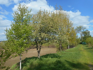 Spring in the village. Sunny clear day. Young green foliage on trees and bushes ..