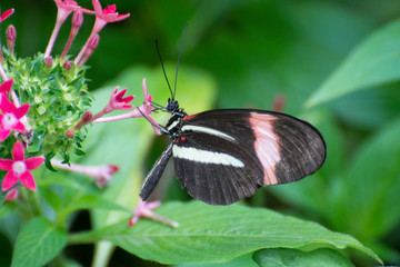 Butterfly 2019-214 / Postman Butterfly (Heliconius Melpomene)
