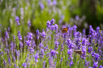 Lavender Field in the summer. Aromatherapy. Nature Cosmetics.