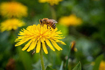 A bee pollinates a yellow dandelion flower in the garden