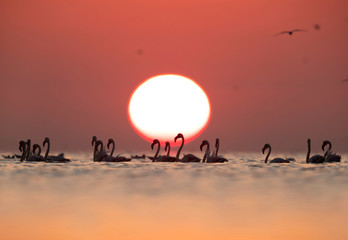 Greater Flamingos and beautiful  sun at Asker coast of Bahrain