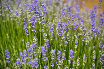 Lavender Field in the summer. Aromatherapy. Nature Cosmetics.