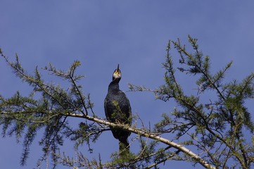 Un grand cormoran