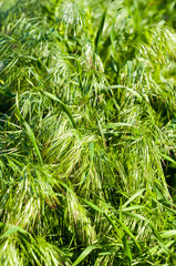 Spring or summer natural abstract background with grass in the garden