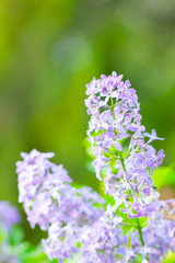 Spring branch of blossoming lilac. Lilac flowers bunch over blurred background. Purple lilac flower with blurred green leaves. Valentine's day. Copy space