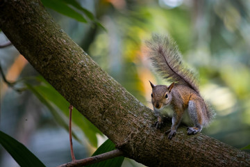 Eichhörnchen auf Ast