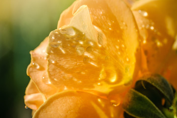 Soft orange rose flower with water drops