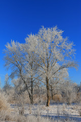 trees in hoarfrost in winter