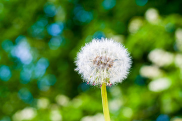 Dandelion seeds in sunlight on spring green background, macro, close-up