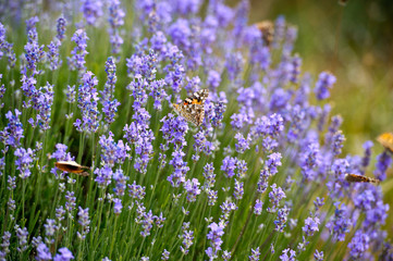 Fototapeta premium Lavender Field in the summer. Aromatherapy. Nature Cosmetics.
