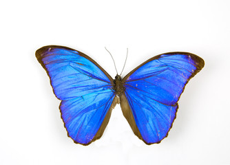 Obraz na płótnie Canvas Morpho Menelaus butterfly isolated on a white background. The idea of the design concept with copy space to add text. Animals, insects.