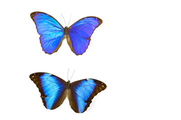 Morpho Menelaus and Deidamia morpho menelaus butterflies isolated on white background. Idea design concept with copy space add text.