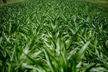 Green corn leaves filed