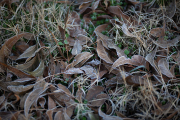 Frozen Dew on Pecan Leaves