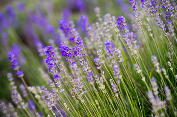 Lavender Field in the summer. Aromatherapy. Nature Cosmetics.