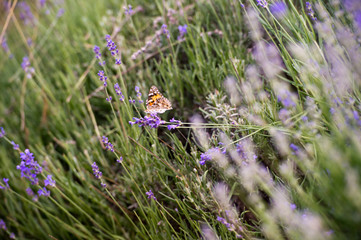 Lavender Field in the summer. Aromatherapy. Nature Cosmetics.
