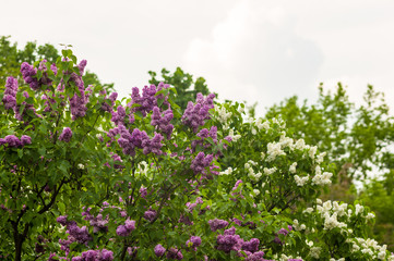 Obraz premium Branch with spring blossoms pink lilac flowers, bright blooming floral background.