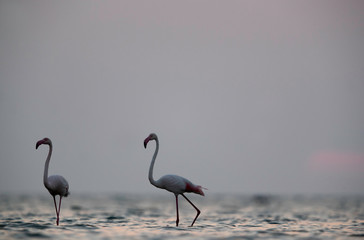 Greater Flamingos during  sunrise at Asker coast, Bahrain