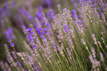 Lavender Field in the summer. Aromatherapy. Nature Cosmetics.