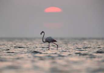 Greater Flamingo and beautiful  sunrise Asker coast, Bahrain