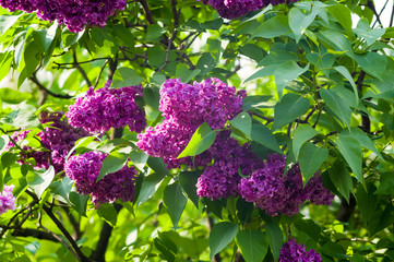 Branch with spring blossoms pink lilac flowers, bright blooming floral background.