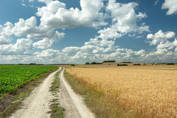 A dirt road through fields and white clouds on a blue sky in Staw, Poland