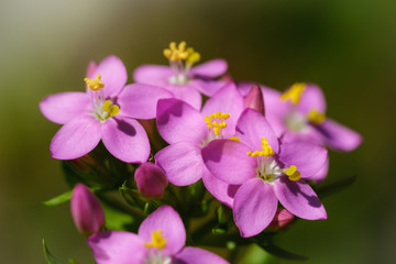 Obraz premium Healing pink Common Centaury flower
