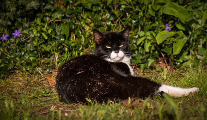 schwarzweißer Kater