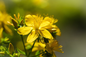 Healing yellow St John's-wort flower