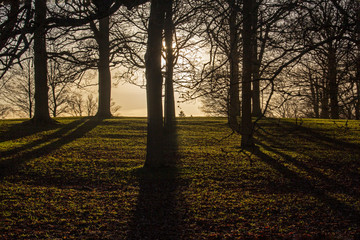 Winter trees with golden shafts of light on a sunny afternoon in stamford parkland, landscape view.