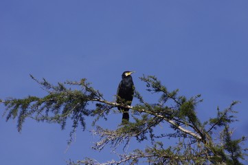 Un grand cormoran dans la campagne rennaise