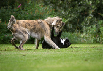 Wie Hund und Katze