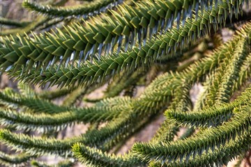 araucaria araucana money puzzle tree