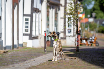 Fototapeta premium Silken Windsprite in der Nienburger Altstadt