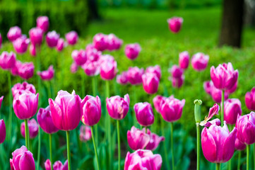 colorful tulips in early spring in the garden