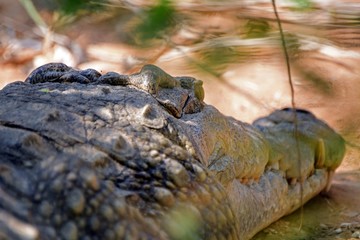 Nile crocodile, Murchison Falls National Park, Uganda