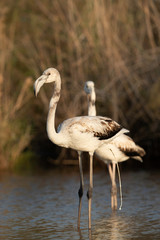 Closeup of a Greater Flamingos at Asker marsh, Bahrain