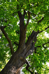 Fototapeta na wymiar Crown of an old oak tree with green young leaves on a sunny day in the public park.
