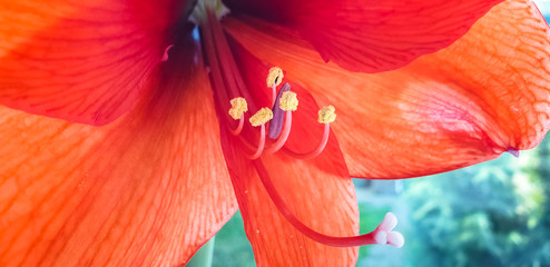 Close up of red Amaryllis (Amaryllidaceae), blooms in garden